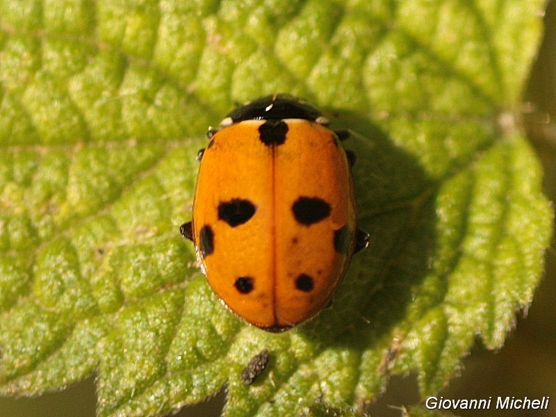 Coccinellidae:  Hippodamia variegata